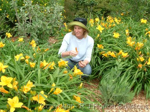 Daylily Kate 